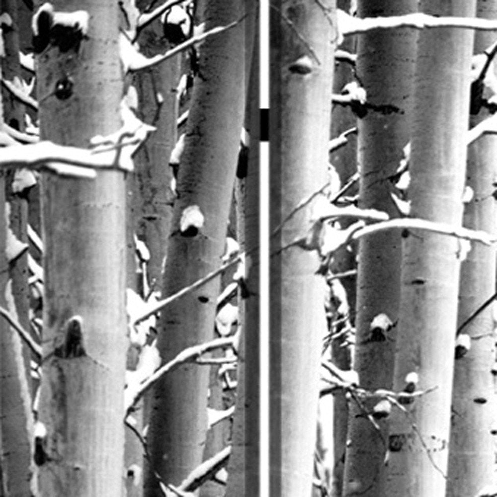 48" X 72" Gray And White Wood Canvas Birch Screen