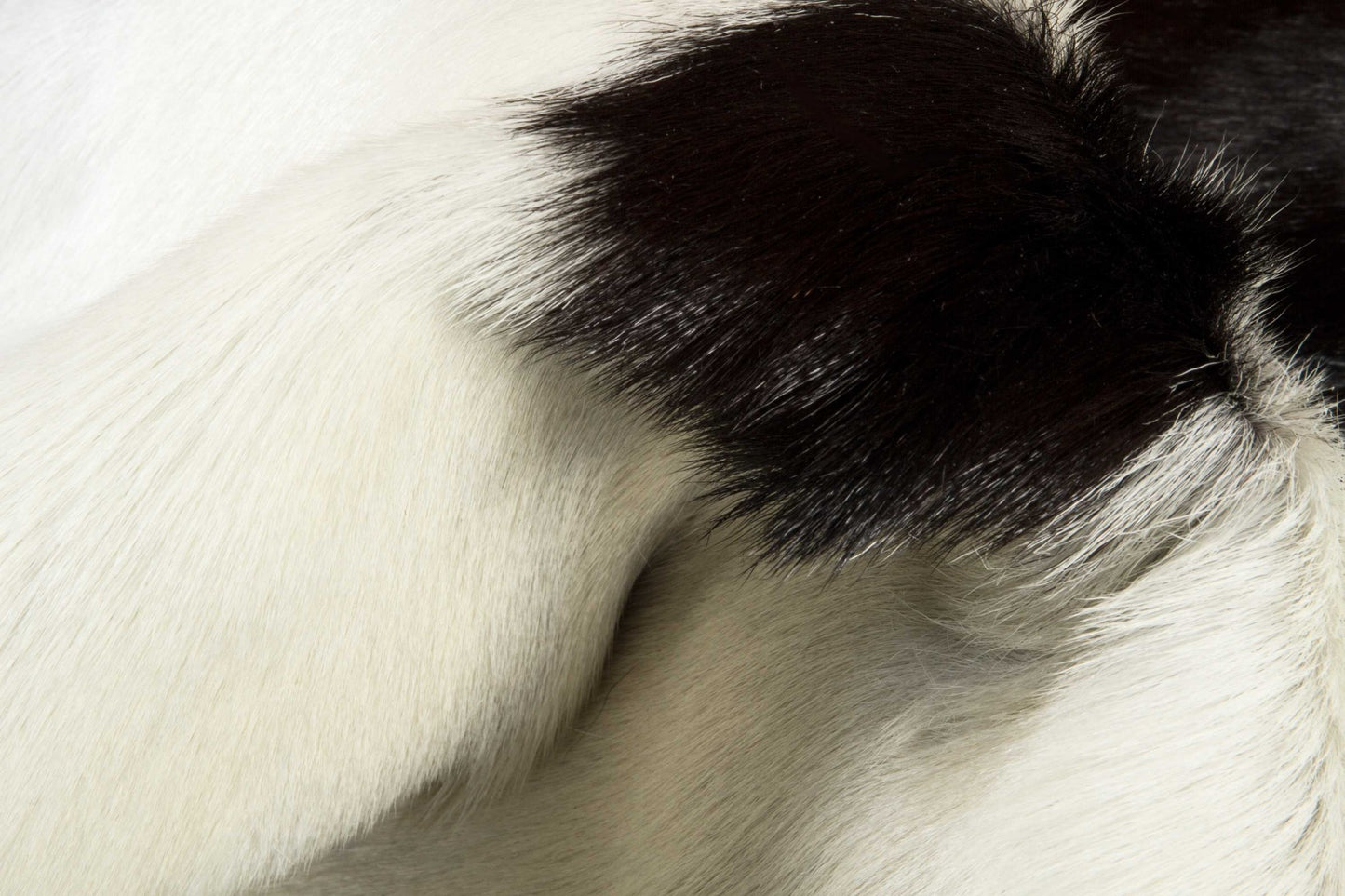 2' X 3' White And Black Calfskin - Area Rug