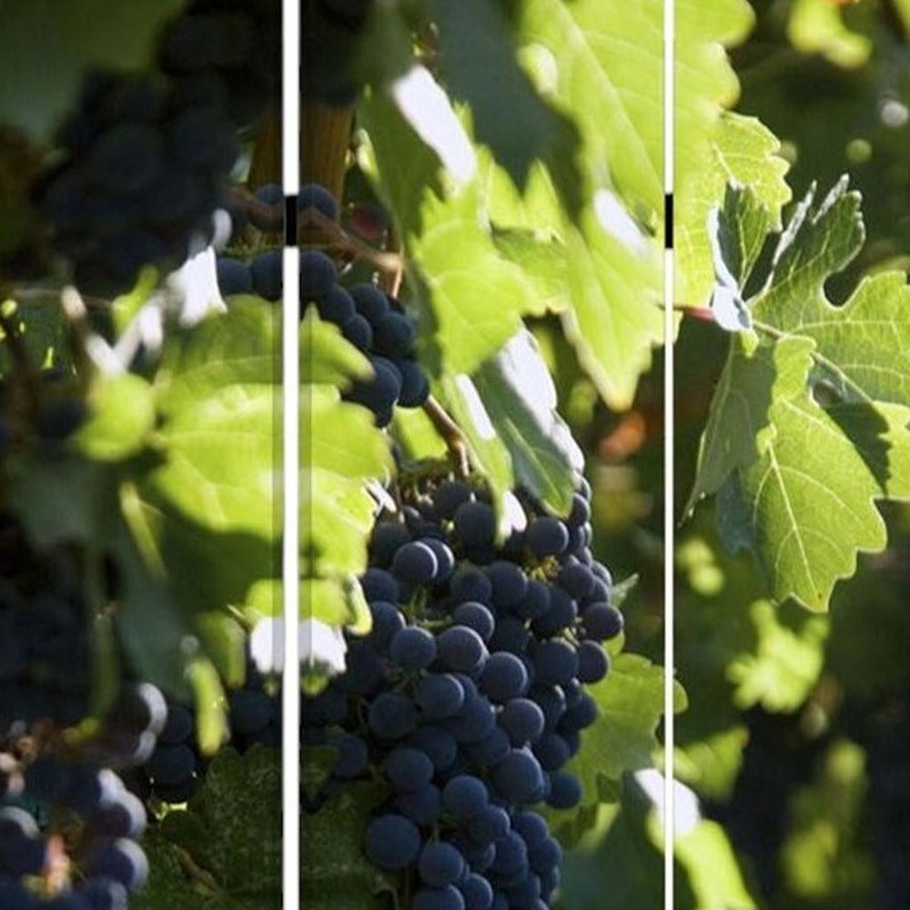 48" X 72" Multi Color Wood Canvas Wine Country  Screen