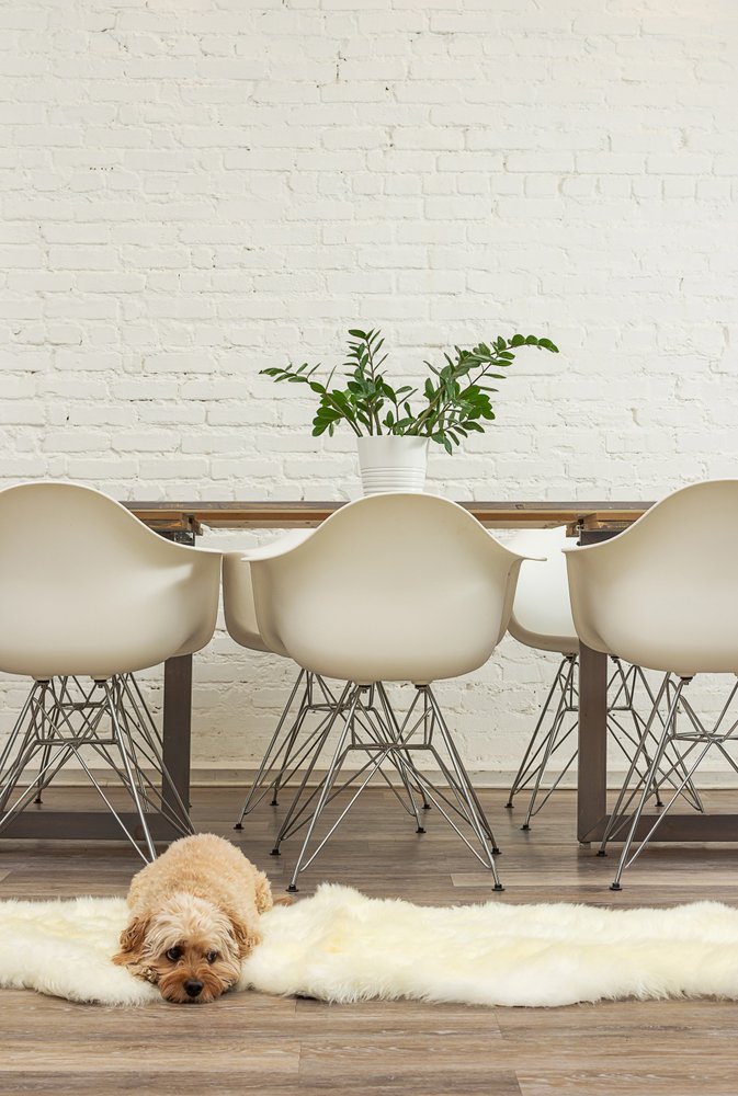 6' Natural Genuine Sheepskin Animal Print Shag Area Rug