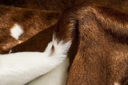 4' X 5' Brown And White Faux Fur Animal Print Washable Area Rug