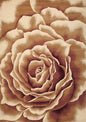 8' Ivory Brown And Red Floral Area Rug