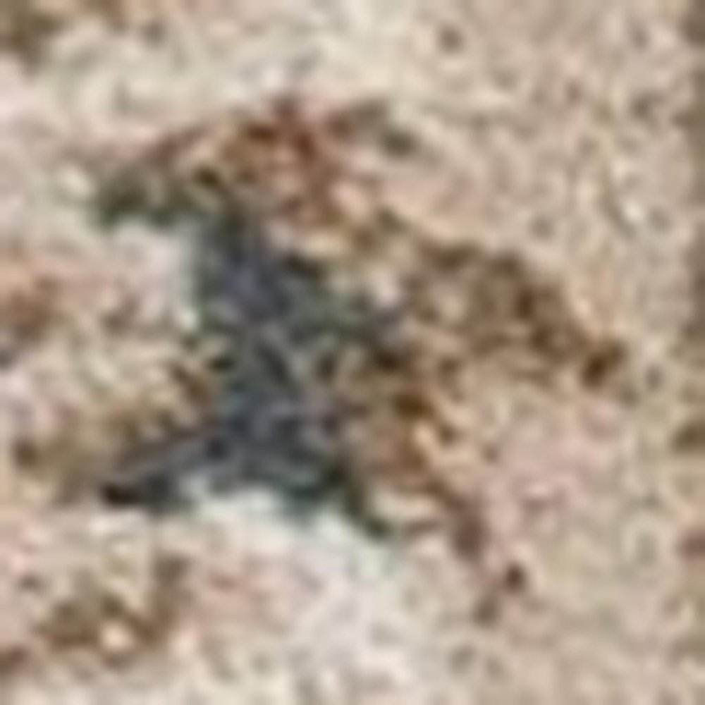 3' X 5' Slate Blue And Red Floral Medallion Area Rug