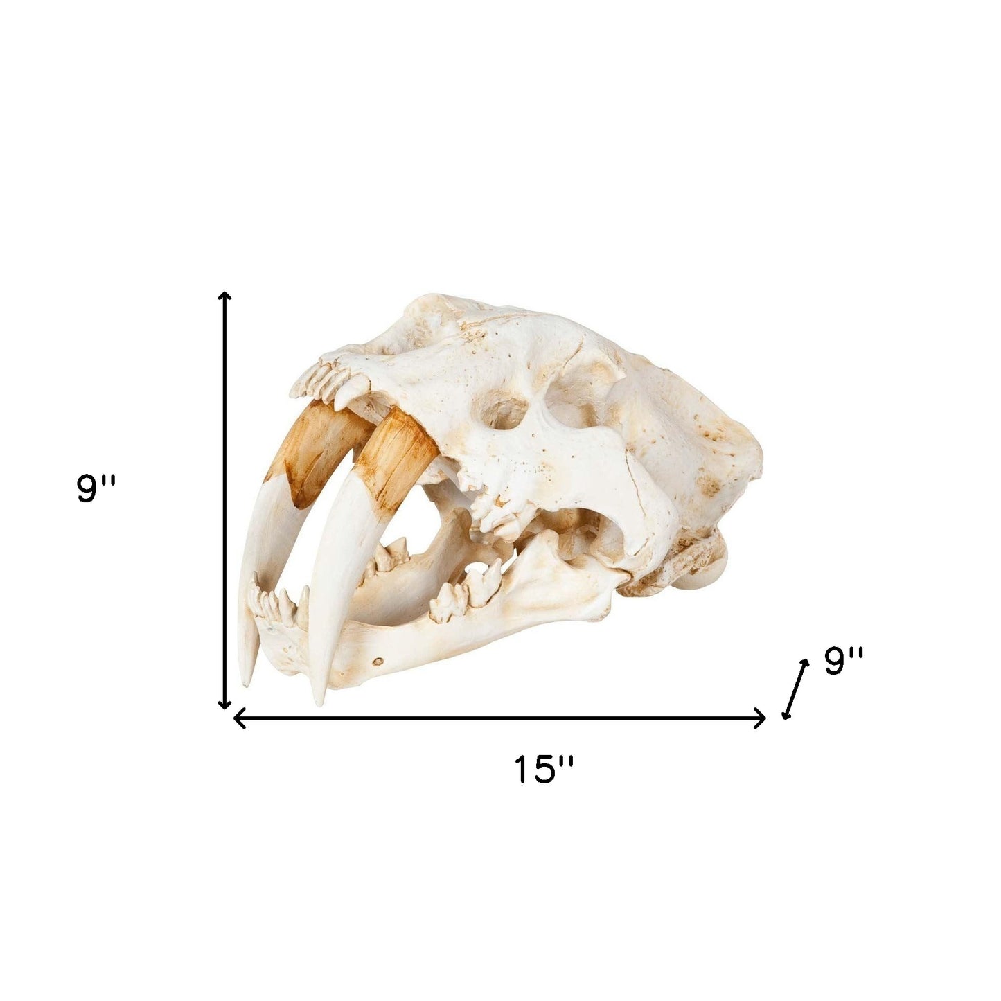 Authentic Replica Sabertooth Skull Sculpture