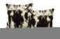 Set of Two 18" Black and White Rabbit Natural Fur Throw Pillow